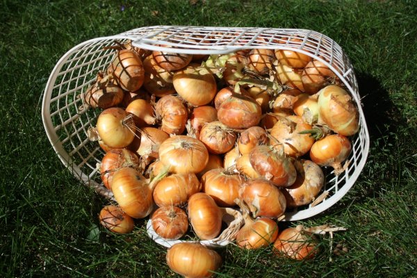 Кракен ссылку где